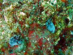 Halgerda formosa