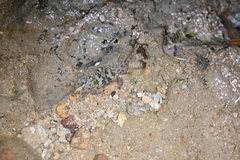 Metopograpsus