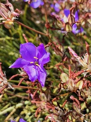 Aristea dichotoma