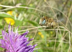 Anthophora bimaculata