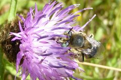 Anthophora bimaculata