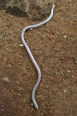 Rhinotyphlops lalandei