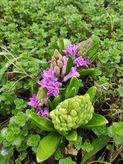 Hyacinthus