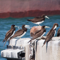 Sula leucogaster plotus
