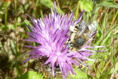 Anthophora bimaculata