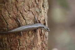 Concinnia tenuis