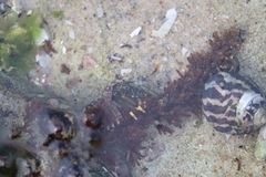 Clibanarius virescens