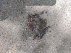 Tadarida brasiliensis