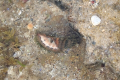 Monoplex parthenopeus