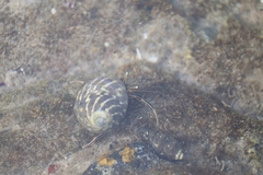 Clibanarius taeniatus