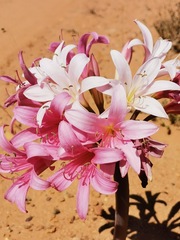 Ammocharis longifolia