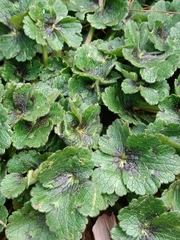 Ranunculus constantinopolitanus