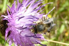 Anthophora bimaculata
