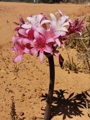 Ammocharis longifolia