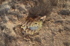 Pterioidea