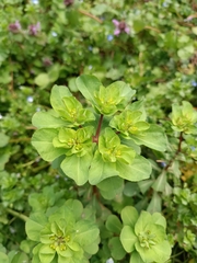 Euphorbia helioscopia