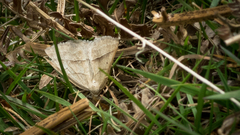 Petrophora chlorosata