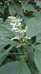 Plectranthus ciliatus
