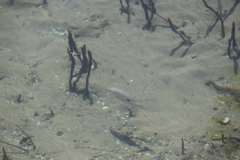 Lutjanus russellii