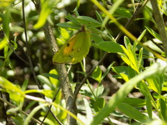 Colias myrmidone