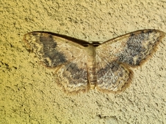 Idaea halmaea