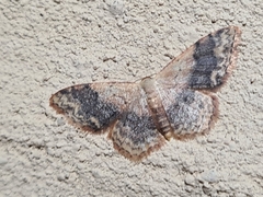 Idaea halmaea
