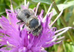 Anthophora bimaculata