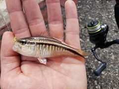 Ostorhinchus pleuron