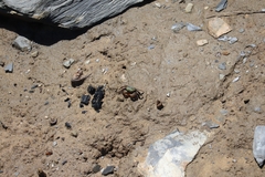 Parasesarma erythodactylum