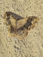 Idaea halmaea