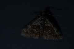Paragona multisignata