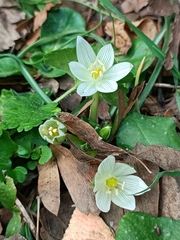 Ornithogalum umbellatum