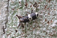 Basitropidini
