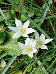 Ornithogalum umbellatum