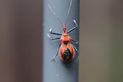 Gminatus wallengreni