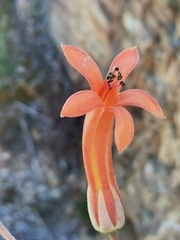 Tylecodon grandiflorus