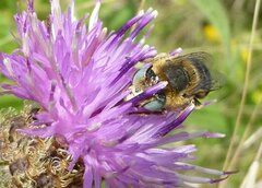 Anthophora bimaculata