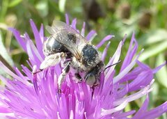 Anthophora bimaculata