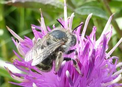 Anthophora bimaculata