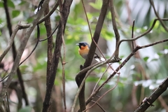 Symposiachrus trivirgatus