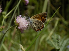 Lycaena alciphron
