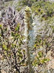 Drimia capensis