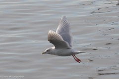 Larus glaucoides kumlieni