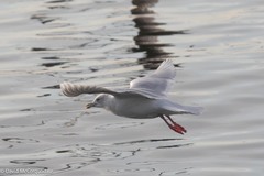 Larus glaucoides kumlieni