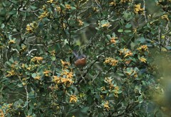 Curruca iberiae