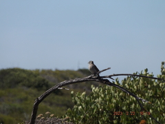 Emberiza capensis