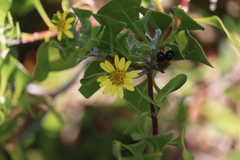 Osteospermum moniliferum
