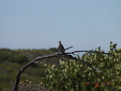 Emberiza capensis