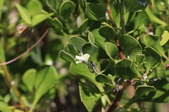 Osteospermum moniliferum