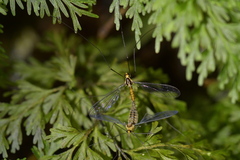 Leptotarsus bivittatus
